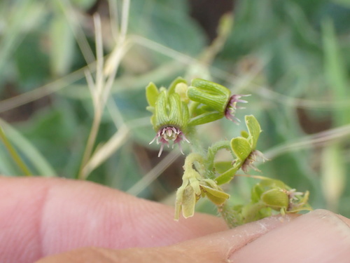 Matelea parviflora