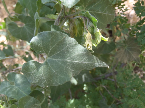 Matelea producta (Texas milkvine) — photo