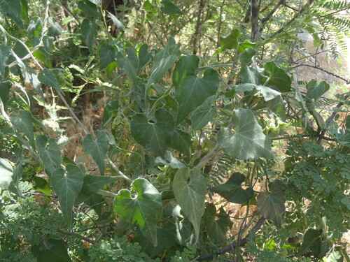 Matelea producta (Texas milkvine) — photo