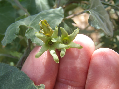 Matelea producta
