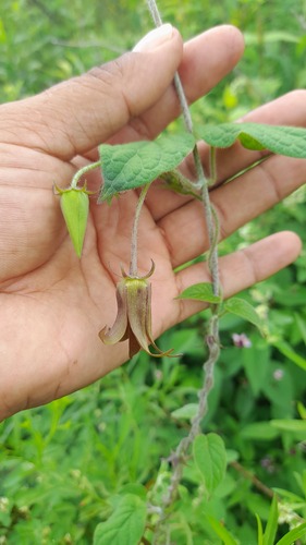 Matelea purpusii — photo