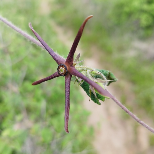 Matelea purpusii — photo