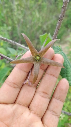 Matelea purpusii