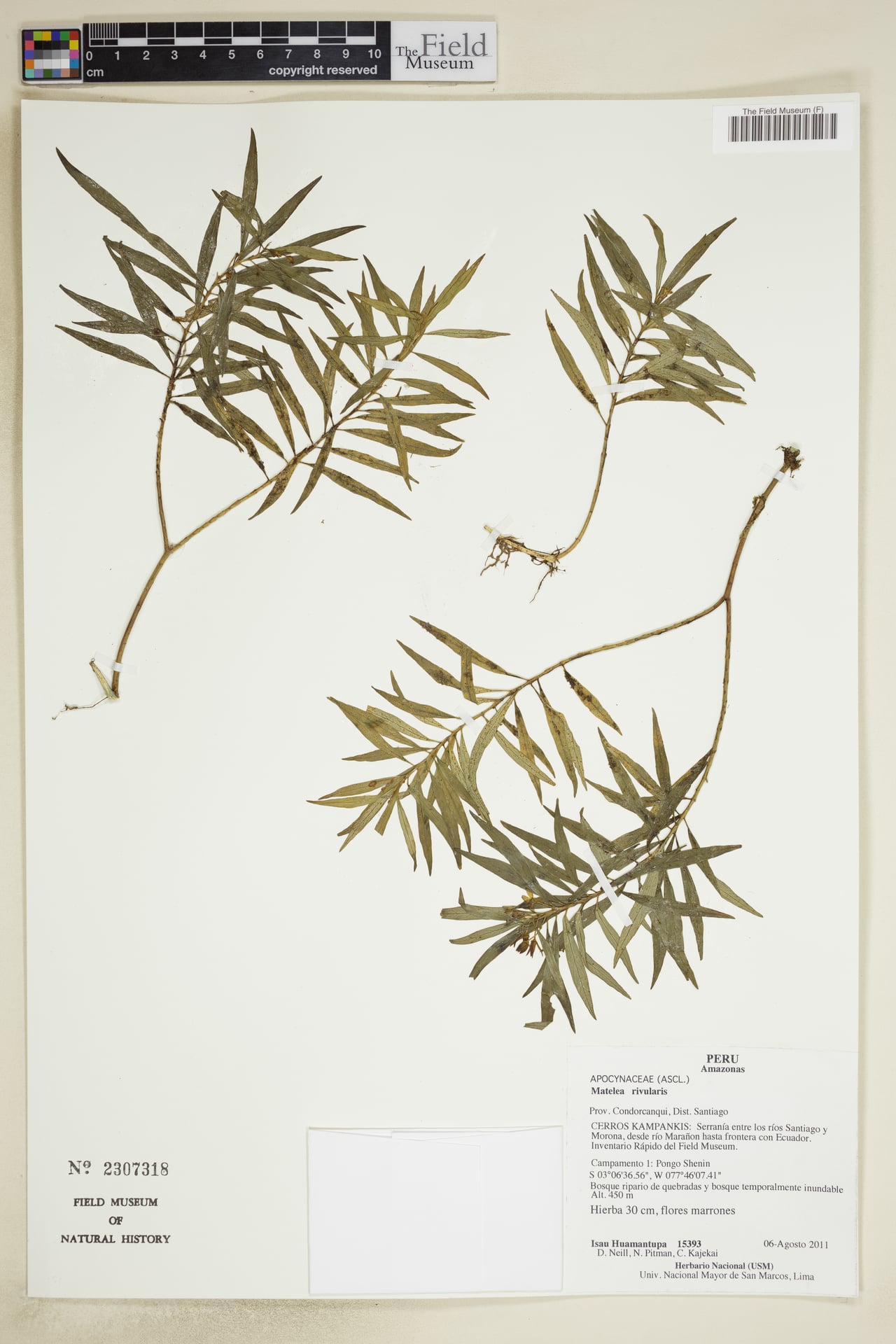 Matelea rivularis — photo