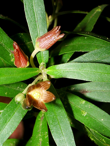 Matelea rivularis — photo