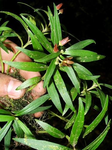 Matelea rivularis