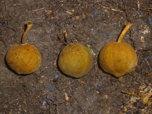 Matisia bicolor (Sapota macho) — photo