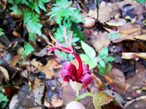 Matisia bicolor