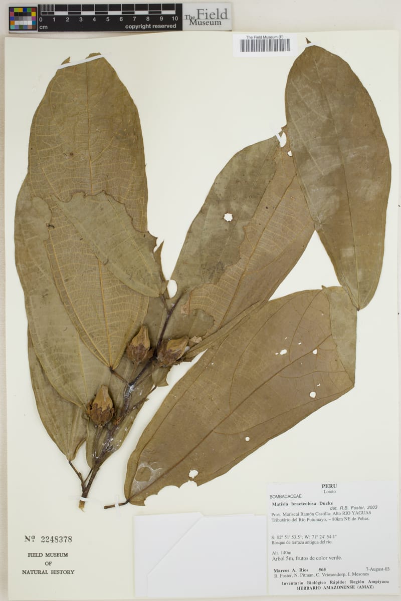 Matisia idroboi (Vaina) — photo