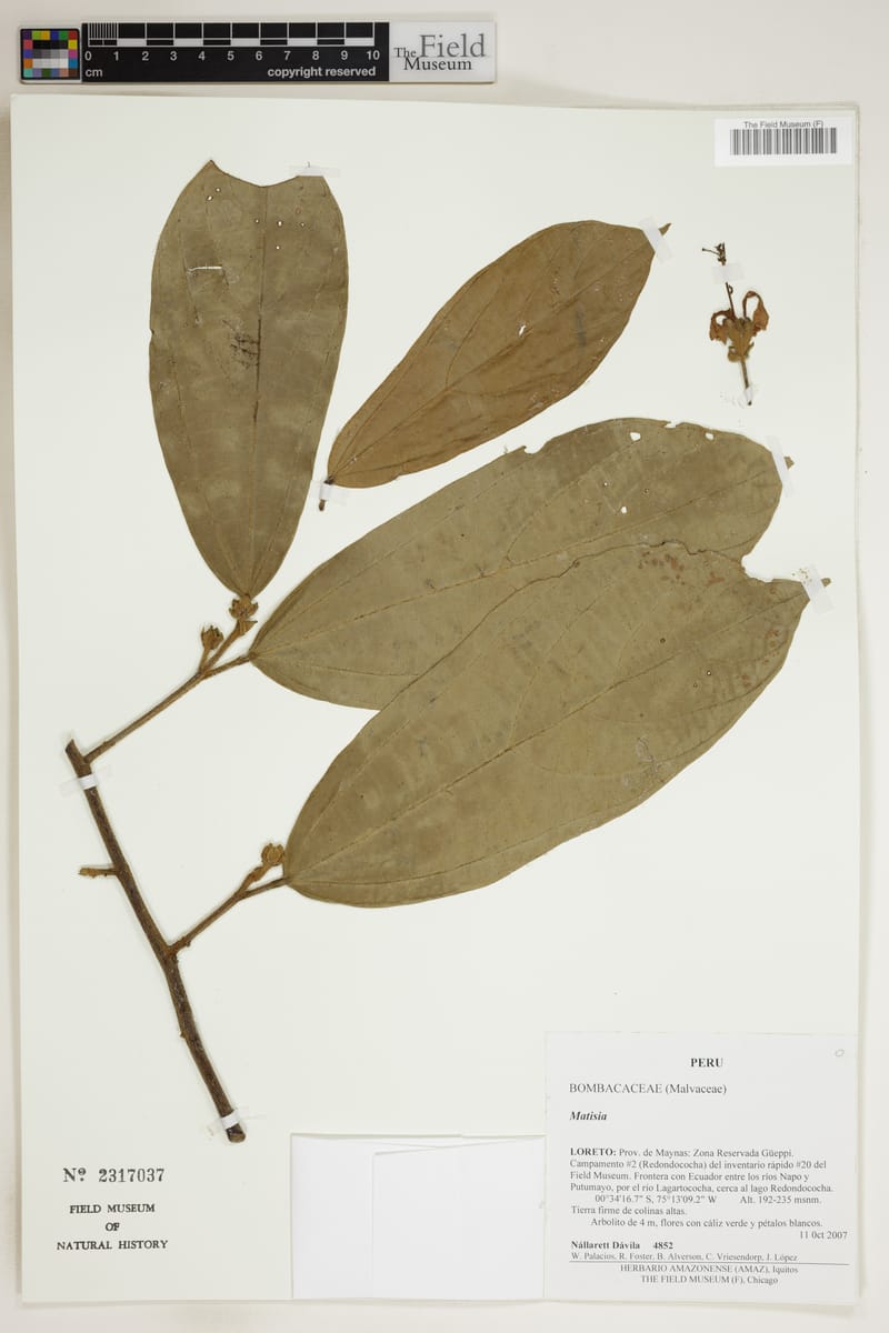 Matisia idroboi (Vaina) — photo