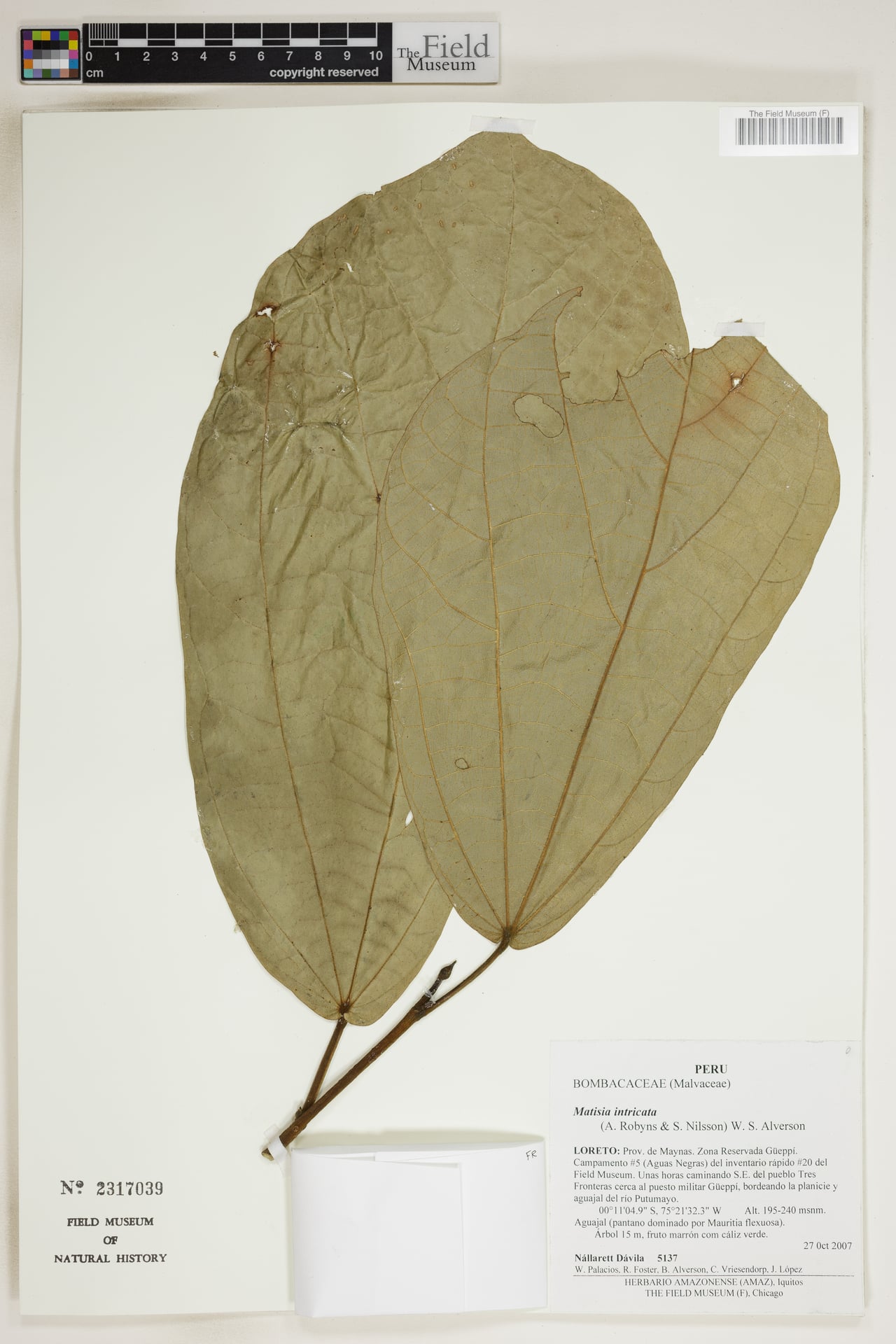 Matisia intricata