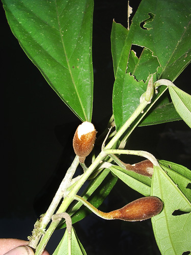 Matisia lasiocalyx — photo
