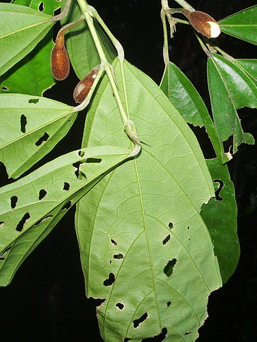 Matisia lasiocalyx — photo