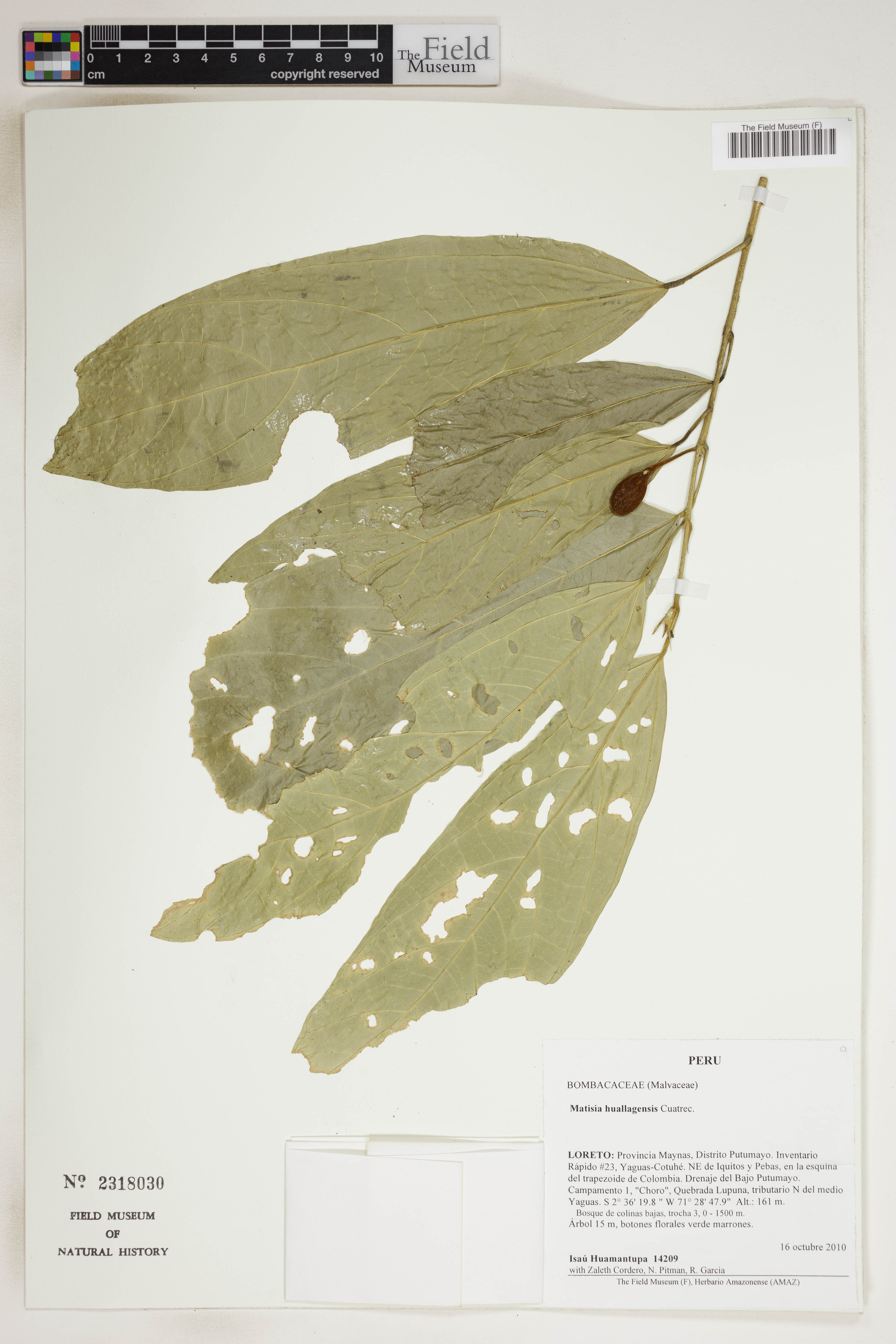 Matisia lasiocalyx