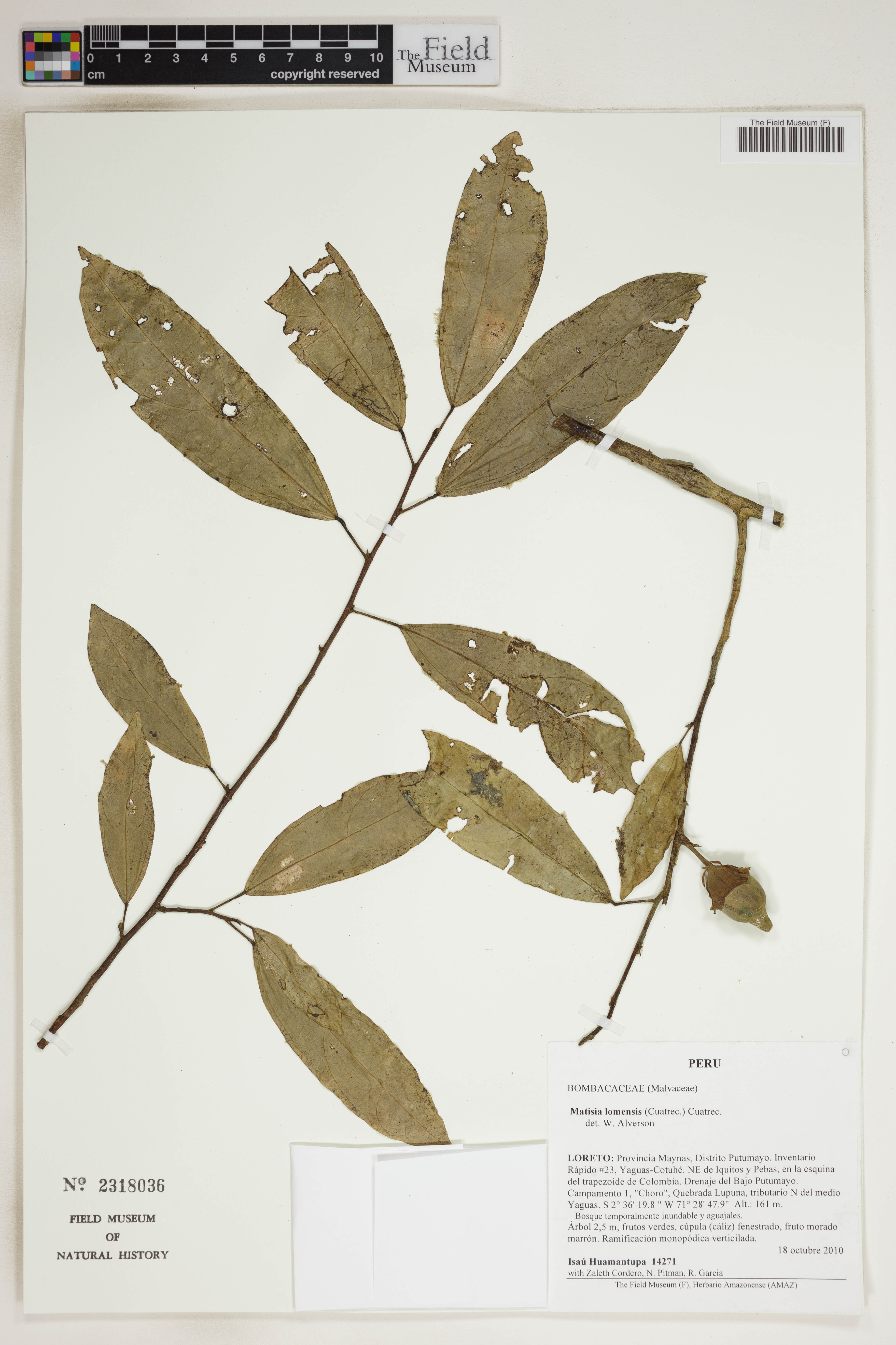 Matisia lomensis