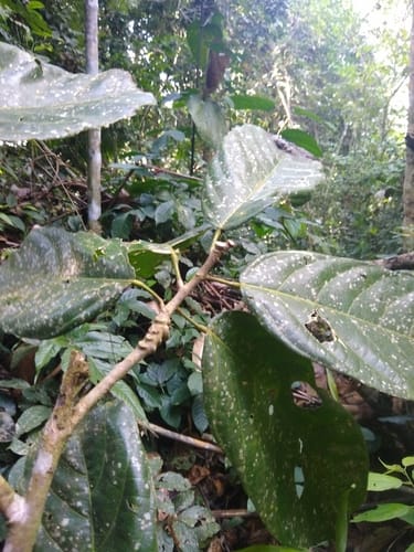 Matisia longiflora (Longflower matisia) — photo