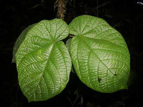 Matisia obliquifolia
