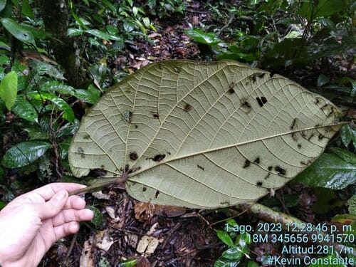Matisia obliquifolia (Obloqie leaf matisia) — photo