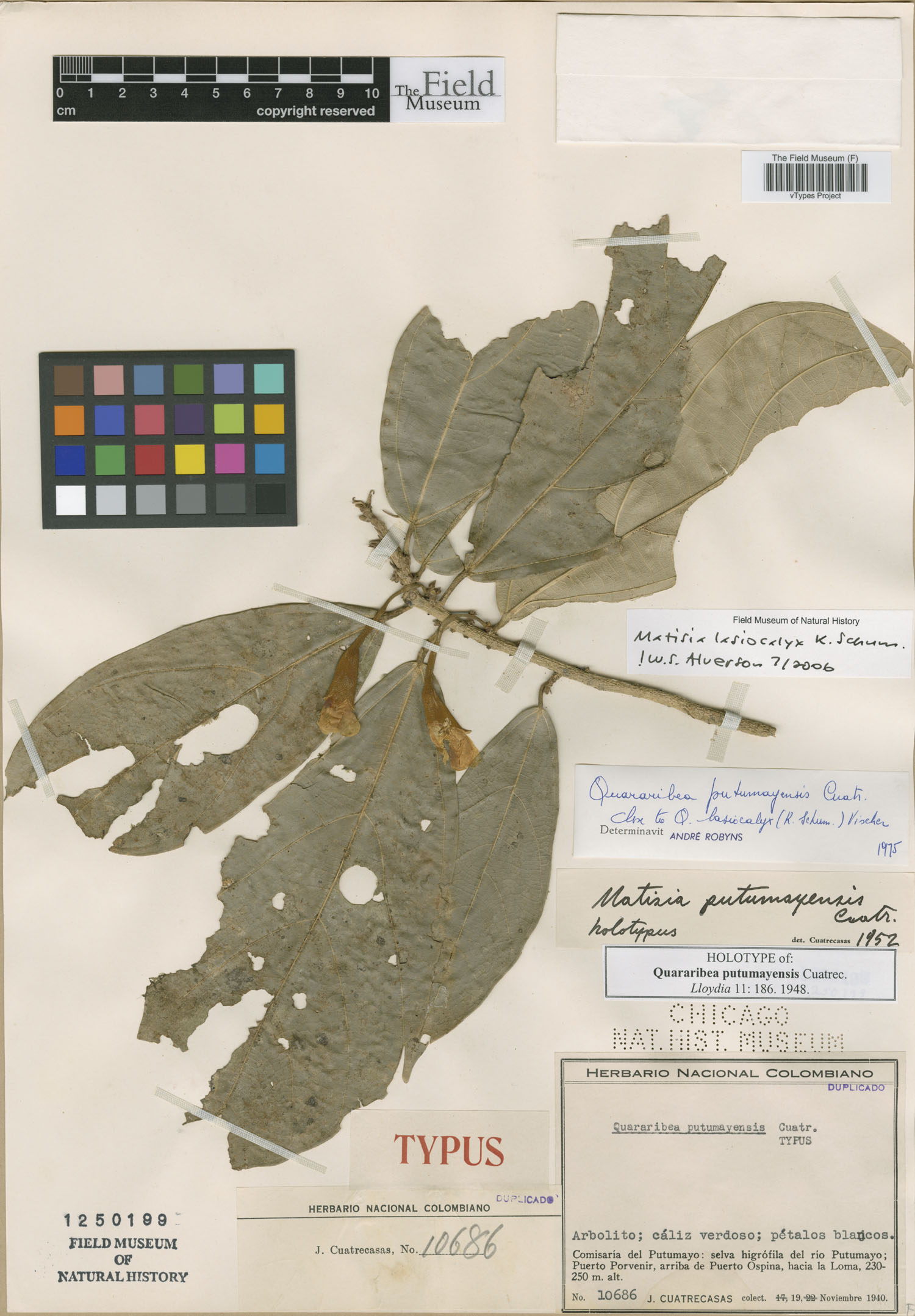 Matisia putumayensis
