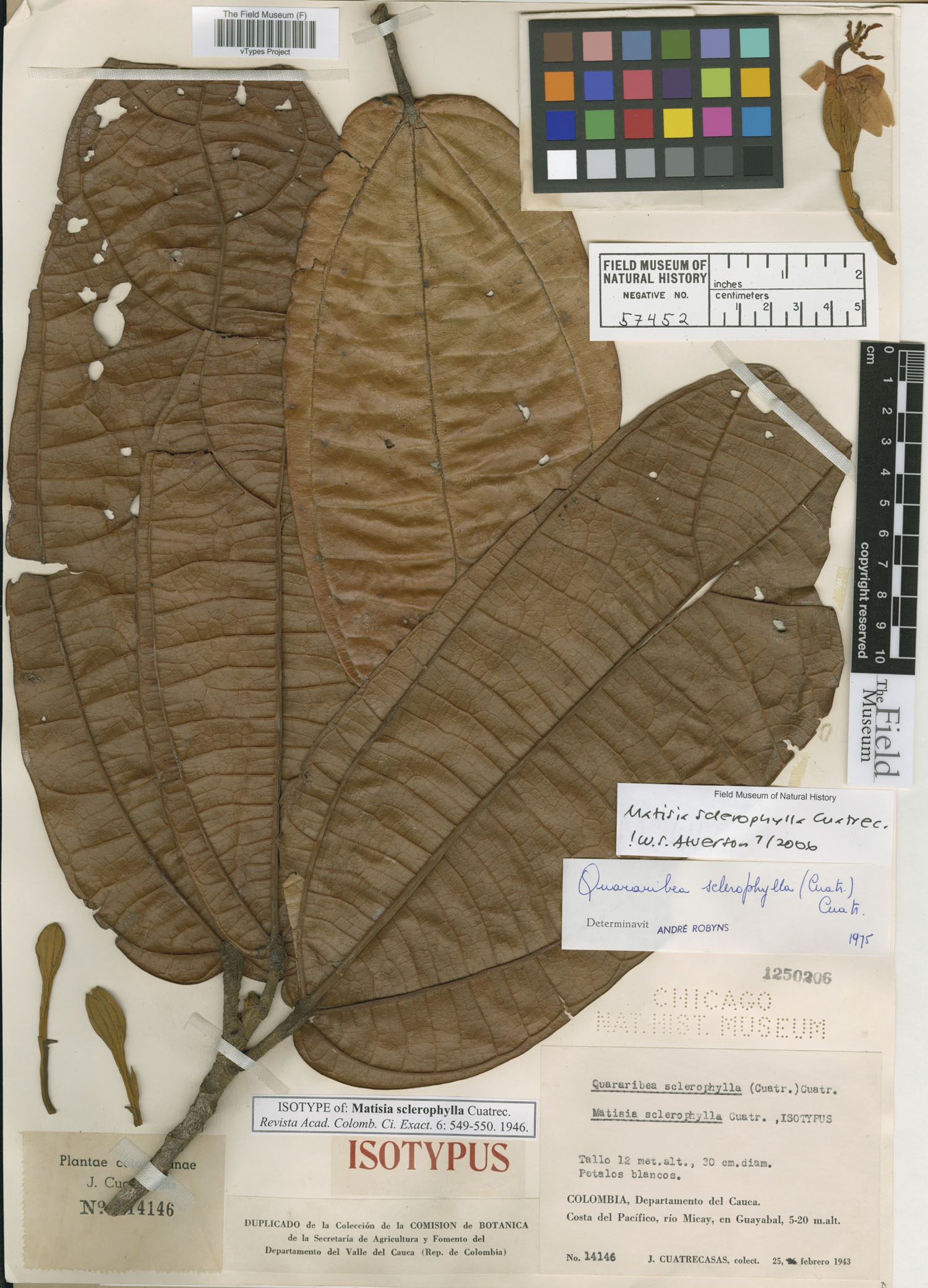 Matisia sclerophylla