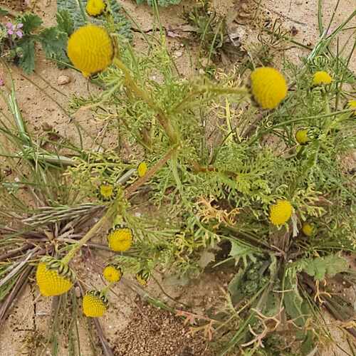 Matricaria aurea (Golden cotula) — photo