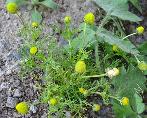 Matricaria aurea