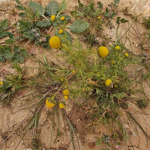 Matricaria aurea (Golden cotula) — photo