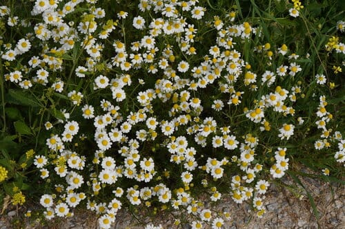 Matricaria chamomilla (Chamomile) — photo