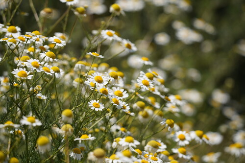 Matricaria chamomilla