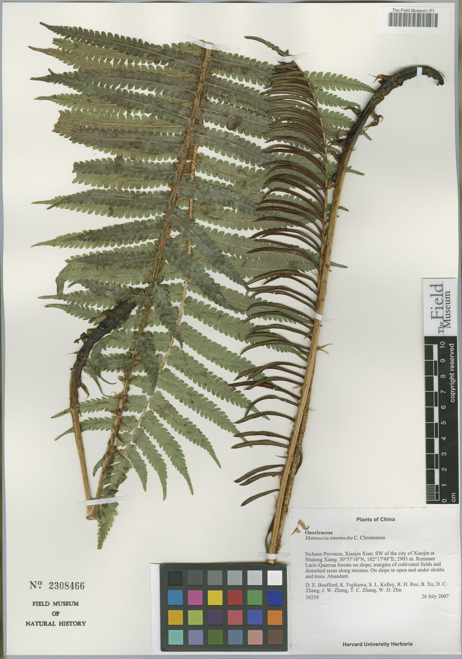 Matteuccia intermedia