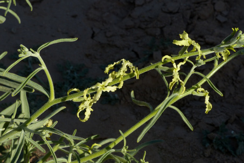 Matthiola arabica — photo