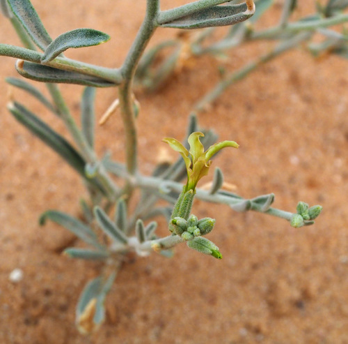 Matthiola arabica — photo