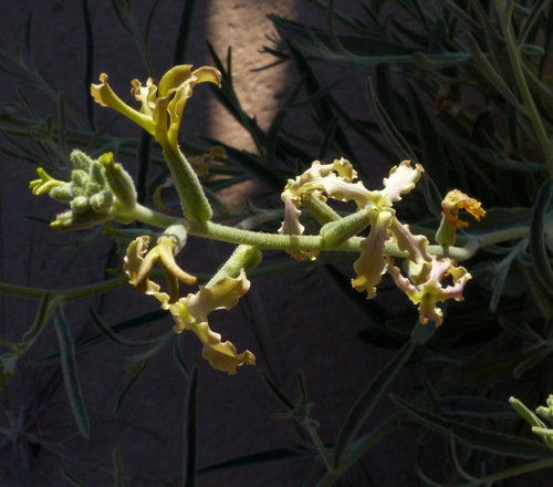 Matthiola arabica
