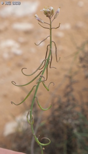 Matthiola livida — photo