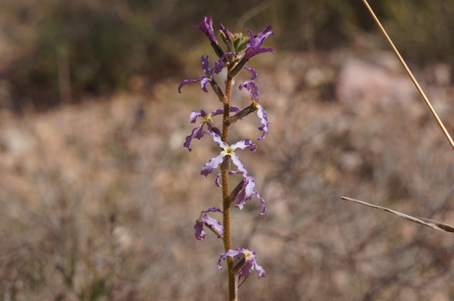 Matthiola livida — photo