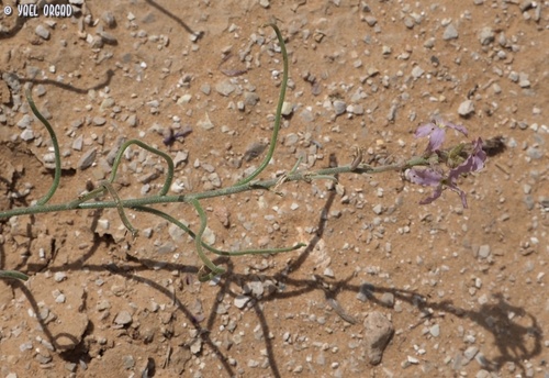 Matthiola livida