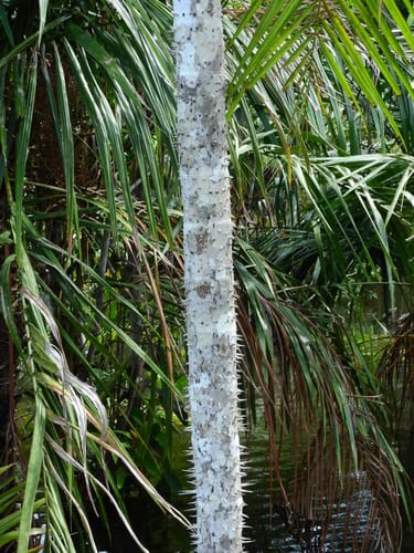 Mauritiella armata (Aguajillo) — photo