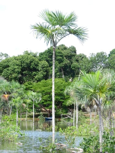 Mauritiella armata (Aguajillo) — photo