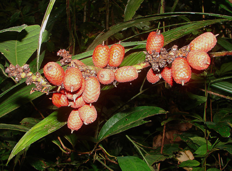 Mauritiella armata