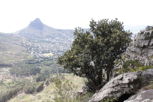 Maurocenia frangularia (Hottentot's cherry) — photo