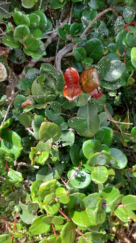 Maurocenia frangularia
