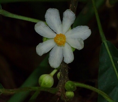Mayna odorata (Fragrant mayna) — photo