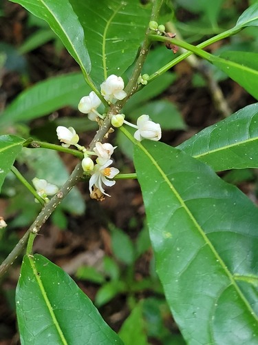 Mayna odorata (Fragrant mayna) — photo