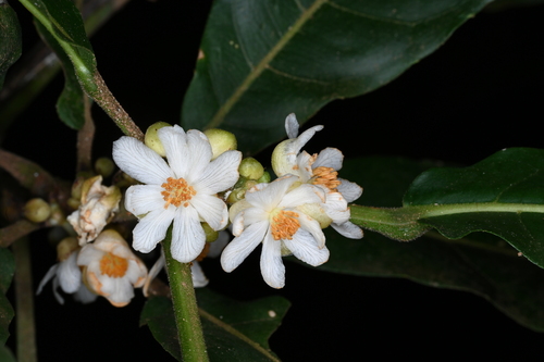 Mayna odorata