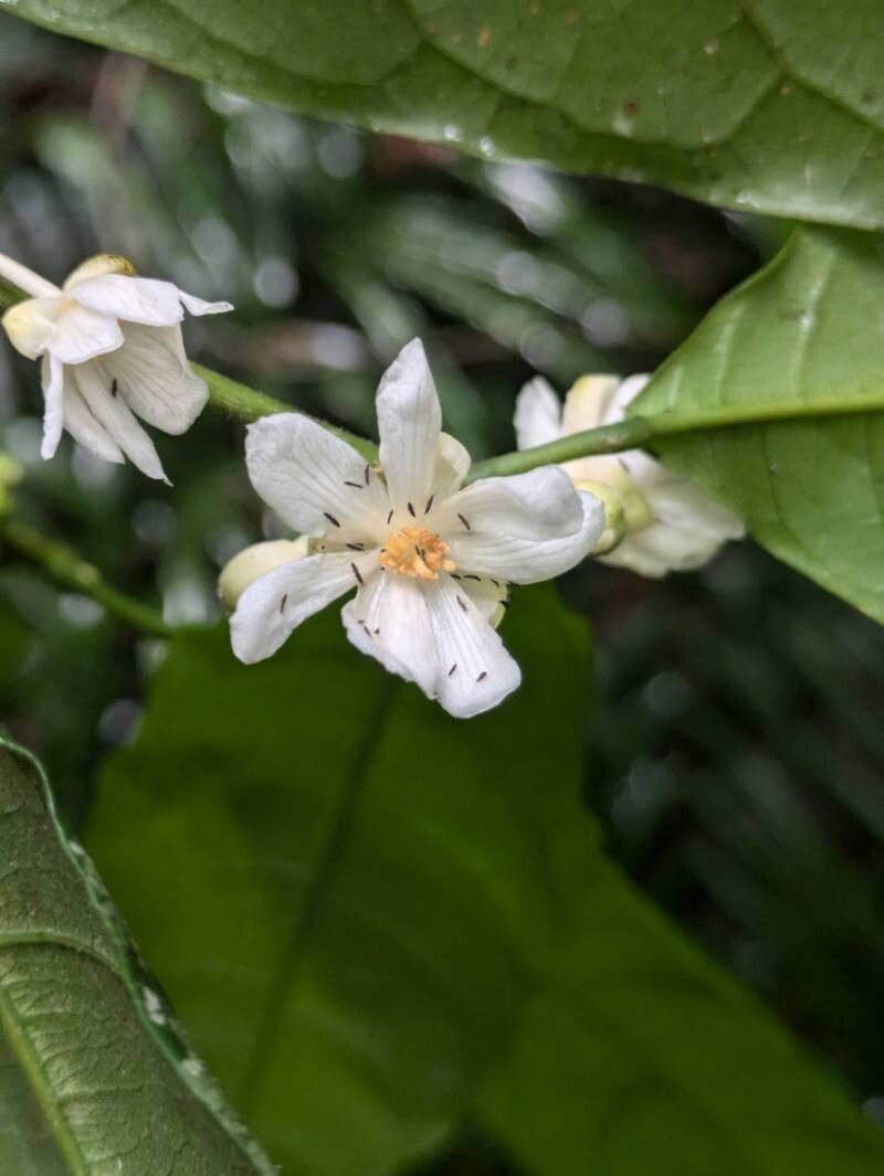 Mayna sp — photo