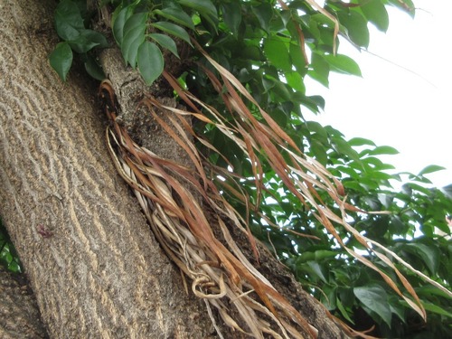 Mayodendron igneum (Tree jasmine) — photo