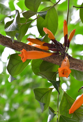 Mayodendron igneum (Tree jasmine) — photo
