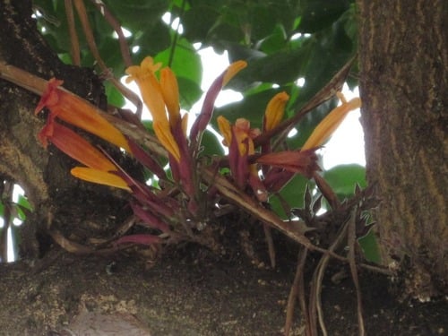 Mayodendron igneum