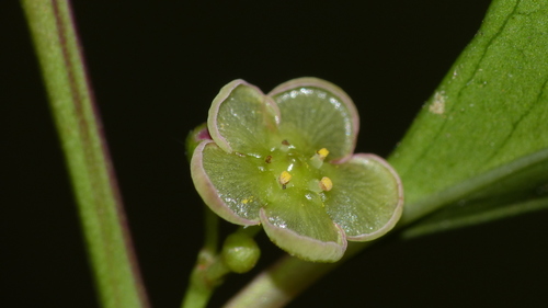 Maytenus acuminata — photo