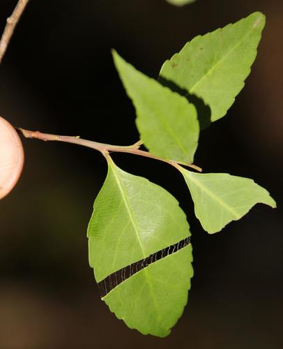 Maytenus acuminata — photo